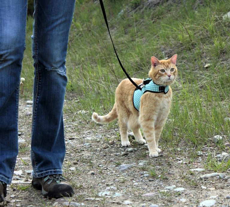 should-i-walk-my-cat-5-reasons-walking-cats-is-awesome