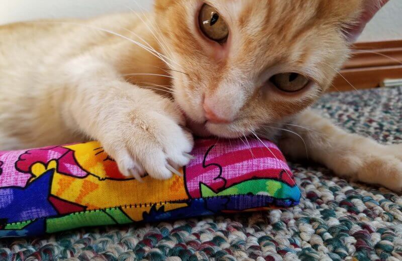 kick a roo cat toy