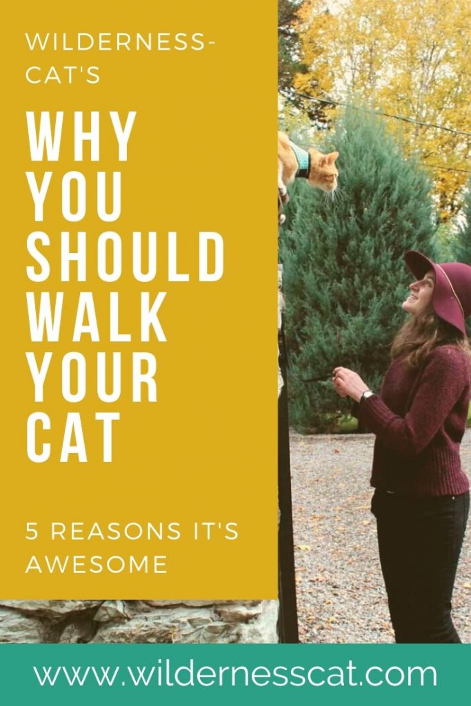 Should I Walk My Cat? 5 Reasons Walking Cats is Awesome