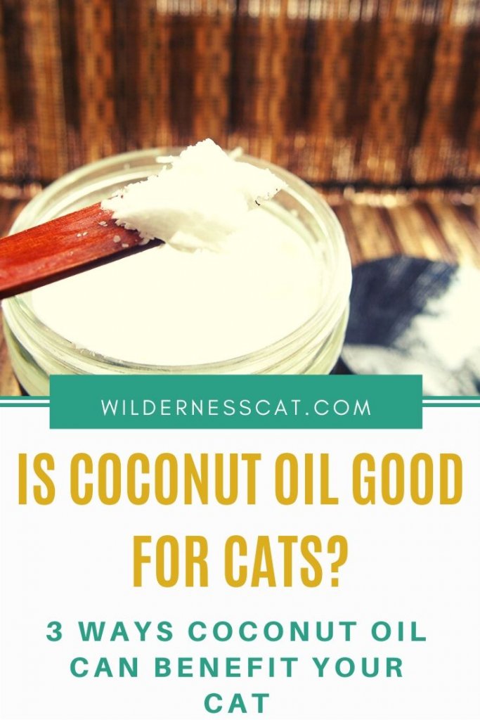 Coconut Oil for Cats 3 Ways Coconut Oil is Good for Your Cat