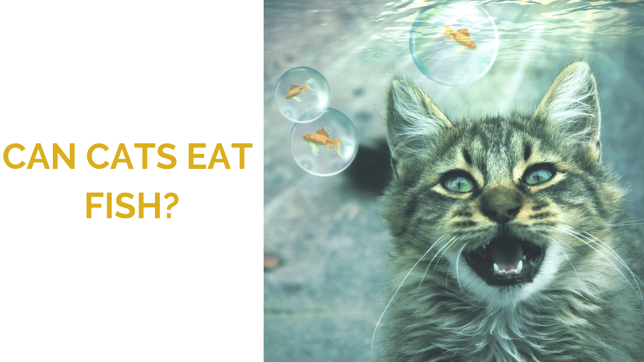 Can Cats Eat Fish? Reasons Why Cats Shouldn't Eat Fish