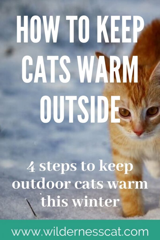 How to Keep Cats Warm Outside 4 Steps to Keep Outdoor Cats Warm This